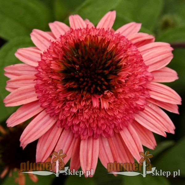 Echinacea