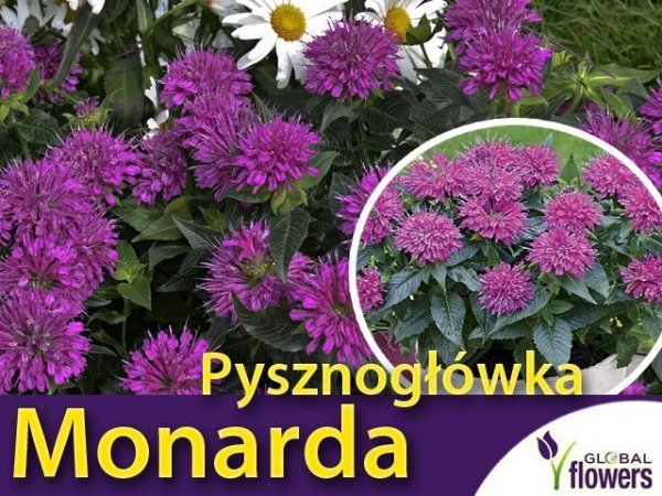 karłowa monarda Pysznogłówka 