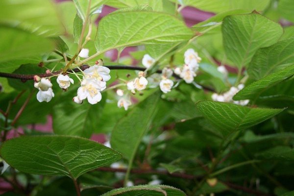 Actinidia Lindl. uprawa