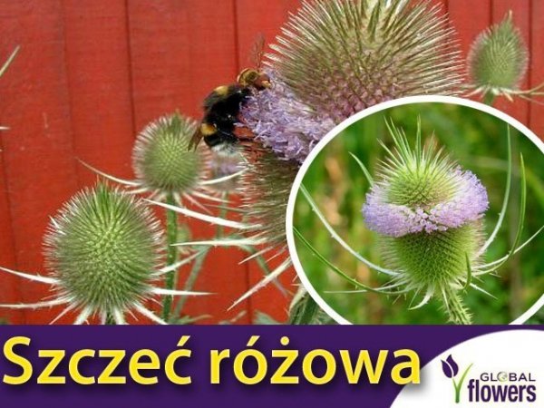 Szczeć różowa nasiona na suche bukiety