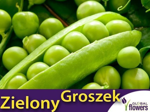 Groch Łuskowy - zielony groszek- Telefon (Pisum sativum)