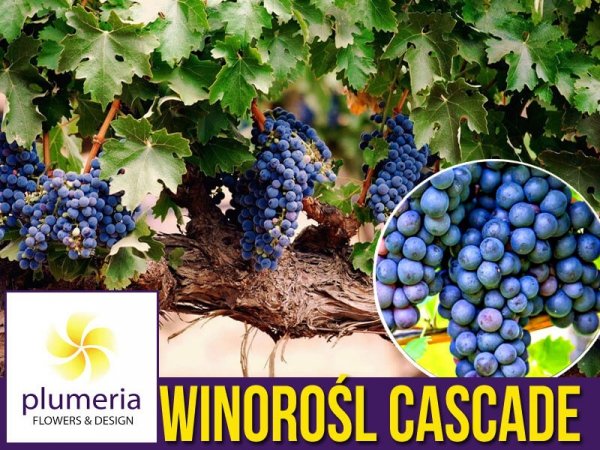 Winorośl Cascade Sadzonka - odmiana przerobowa Vitis 'Cascade'