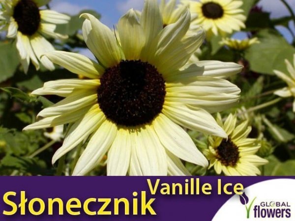 Słonecznik ogórkolistny VANILLE ICE (Helianthus debilis) 0,5g