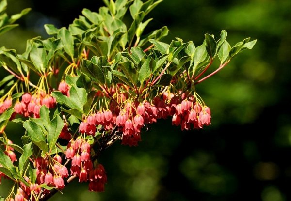 Enkianthus campanulatus