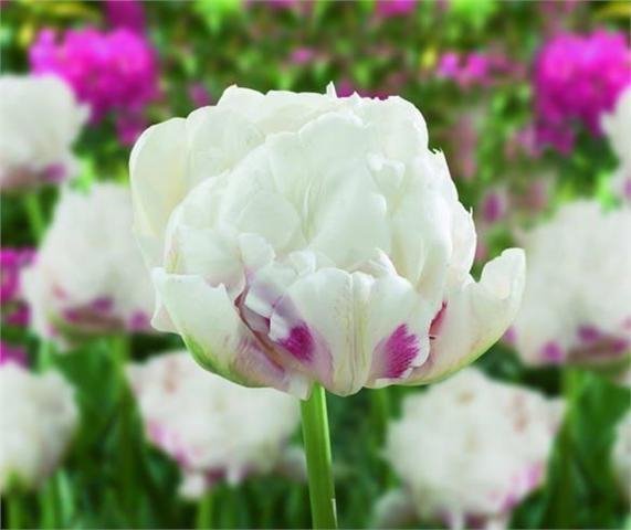 Tulipan pełny późny 'Ice Wonder' (Tulipa) CEBULKI