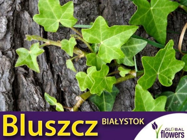 bluszcz odporny na mrozy