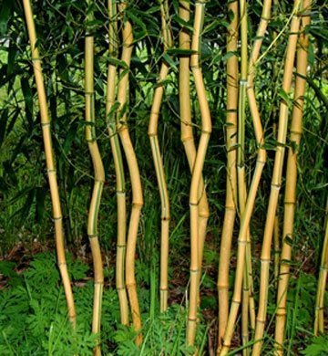sadzonki bambusów odpornych na mrozy 