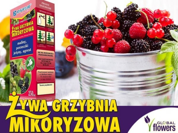 Mikoryza Grzybnia do krzewów owocowych 250ml