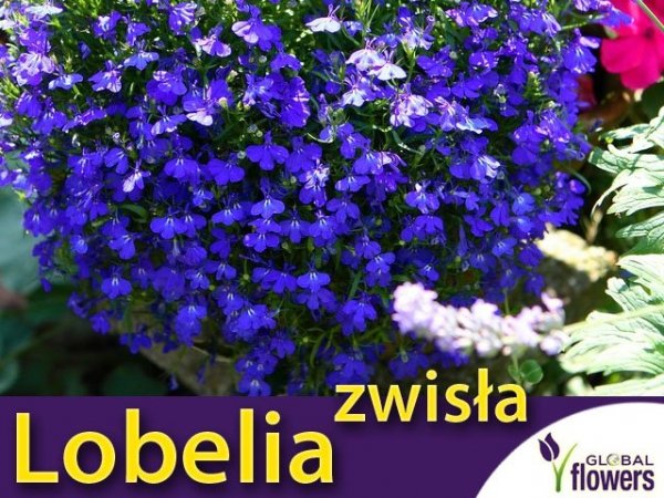 wisząca lobelia niebieska nasiona