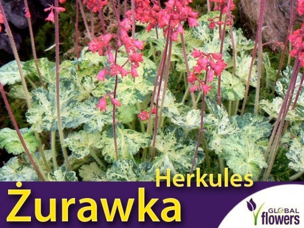 Żurawka Heuchera 'Herkules' (Heuchera) Sadzonka