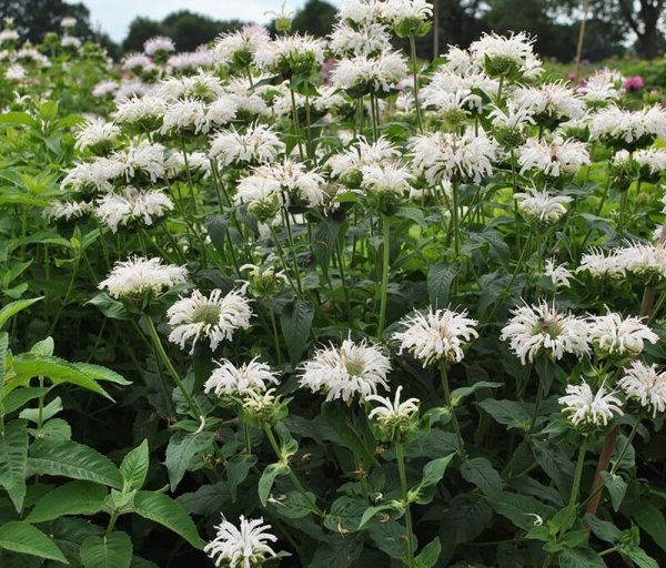 monarda bee bright cena