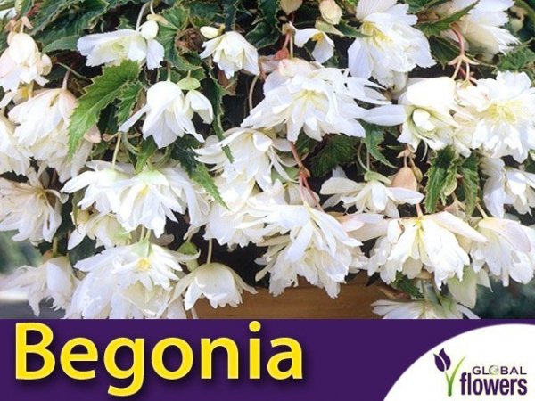 Begonia zwisająca biała  CEBULKA uprawa