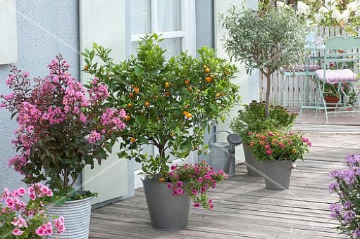 Lagerstroemia uprawa na balkonie