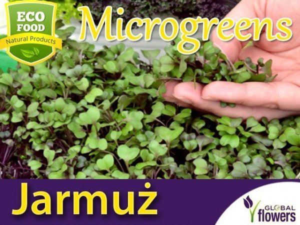 Microgreens - Jarmuż Scarlet śr.wys. czerwony, kędzierzawy 3g