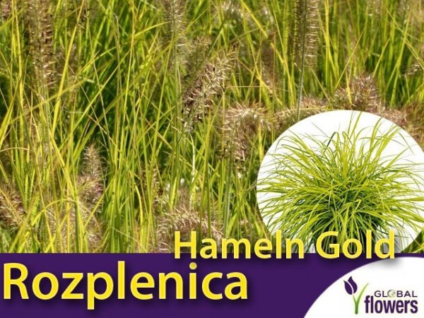 Rozplenica Piórkowa 'Hameln Gold' sadzonka