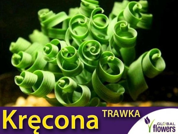 Kręcona trawka (Albuca namaquensis) nasiona