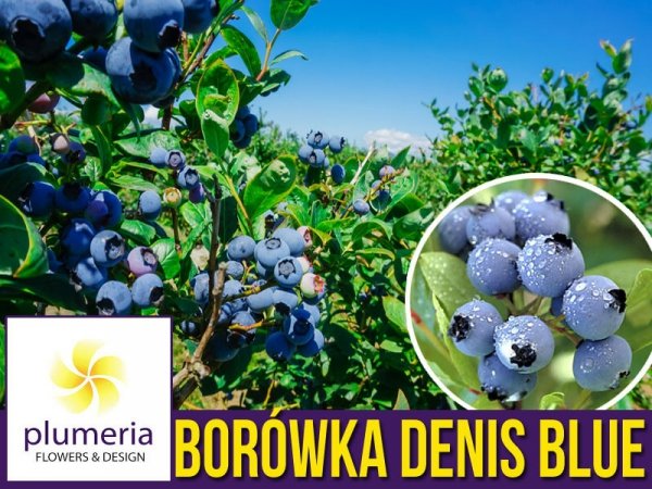 Borówka Amerykańska DENIS BLUE Sadzonka 1,5 roczna