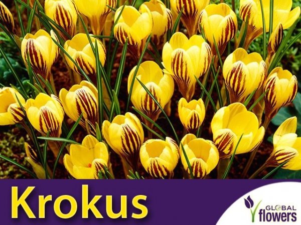 Krokus 'Gipsy Girl'