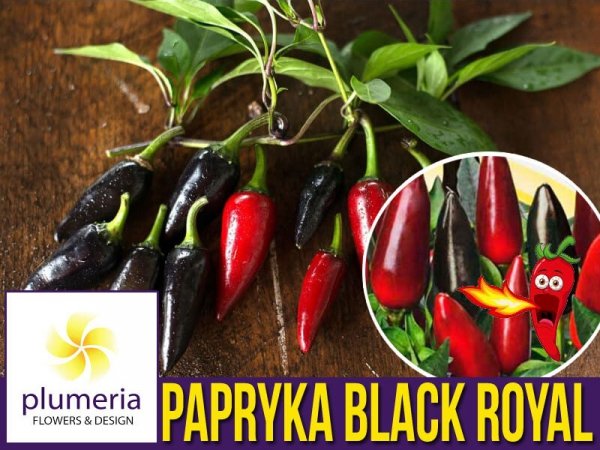 Papryka ostra BLACK ROYAL (Capsicum chinense) nasiona 10 szt 