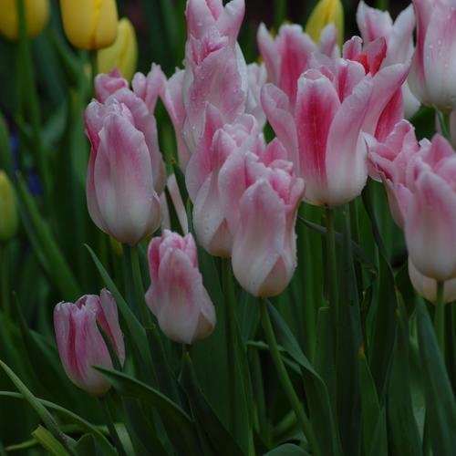 Tulipan liliokształtny biało-różowy