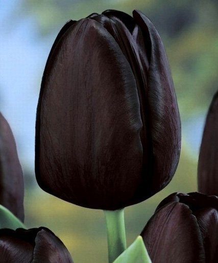 czarny tulipan hit