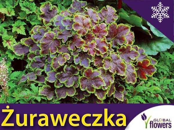 Żuraweczka 'Solar Eclipse' (Heucherella) Sadzonka