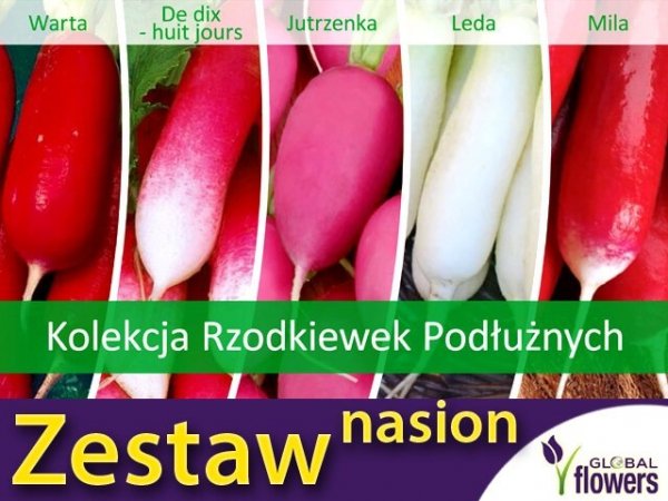 Rzodkiewka nasiona