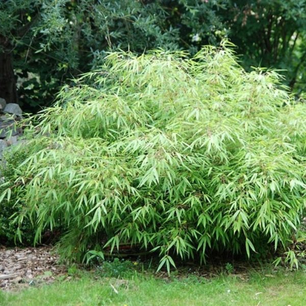 Bambus Fargezja XIAN 2 roślina na taras