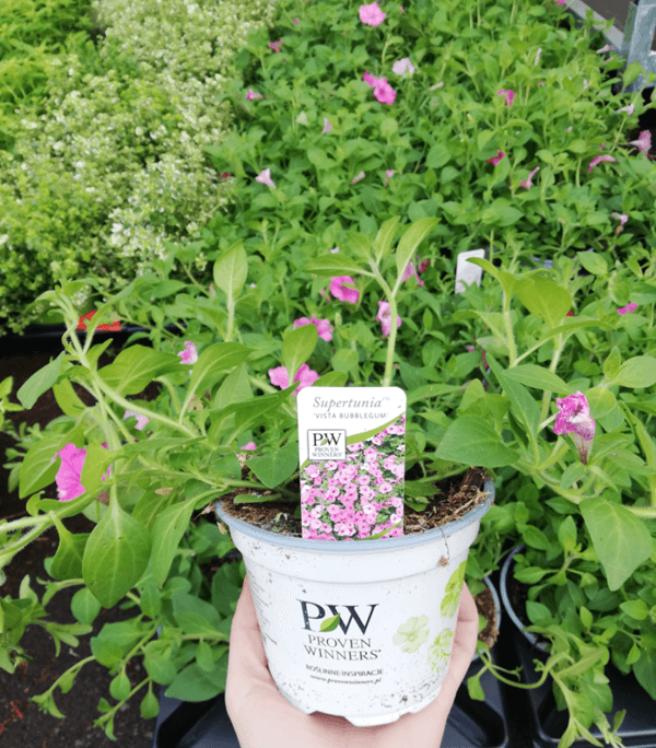 petunia vista rozowa