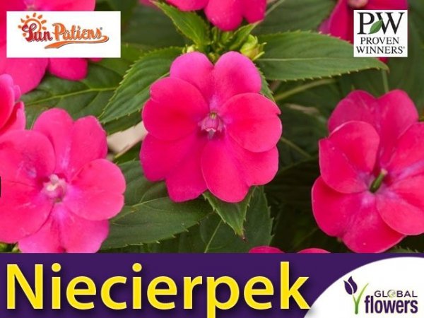 Niezwykły Niecierpek - Impatiens SunPatiens Vigorous Magenda - sadzonka