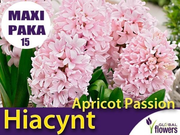 MAXI PAKA 15 szt Hiacynt Wschodni 'Apricot Passion' (Hyacinthus) CEBULKI