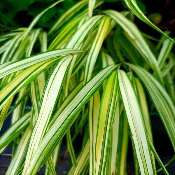 Czy Hakonechloa Aureola jest zimozielona?