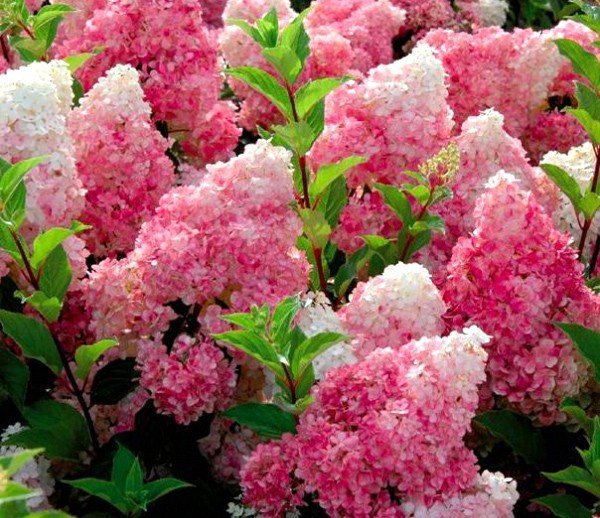 Hydrangea paniculata