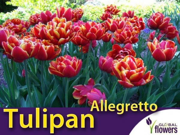 Tulipan pełny późny 'Allegretto' (Tulipa) CEBULKI