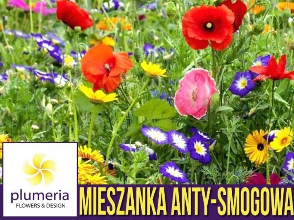 Toraf Mieszanka Anty-smogowa (Mix anti-moustique) nasiona na taśmie