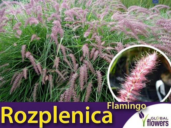 rozplenica flamingo różowa sadzonka cena