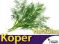 Koper ogrodowy Herkules (Anethum graveolens) nasiona 5g 