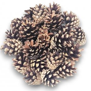 Naturalne Szyszka Sosnowa 500g Susz Dekoracja Stroik Wianek 3-6