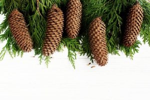 Szyszki Świerkowe Naturalne Dekoracje 20 Szt 10-14 cm Stroik Susz