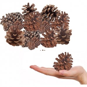NATURALNE SOSNOWE SZYSZKI 2-4 cm DEKORACYJNE 500g