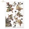 blackberries, blackberry fruit, blackberry bushes, fruit, R395