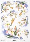 lilia, lilie, kwiat, ogród, łąka, wiosna, autorka grafiki Maria Kopeć, R900, lirio, lirios, flor, jardín, prado, primavera, Lilie, Lilien, Blume, Garten, Wiese, Frühling, lily, lilies, flower, garden, meadow, spring