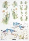 kwiat, biały żonkil, niebieski ptak, ptaszki, kwitnące gałązki, gałęzie w kwiatach, wiosna, R653, flower, white daffodil, blue bird, birds, blooming twigs, branches in blossom, spring, Blume, weiße Narzisse, blauer Vogel, Vögel, blühende Zweige, blühende 