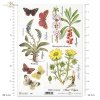zioła, ziółka, kwiaty, motyle, łąka, rośliny, motyl, motyle, Wulfenia, Wawrzynek wilczełyko, mezereum, Miłek wiosenny, R406