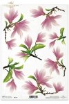gałązki, magnolia, magnolie, kwiat magnolii, kwiaty, kwiat, R114,twigs, magnolia, magnolias, flower, flowers, ramitas y flores de la magnolia , Zweige und Blumen der Magnolie