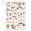 Seria Mysterious forest, grzyb, grzyby, kurki, muchomor, muchomory, prawdziwki, podgrzybki, jesień, las, mushroom, mushrooms, chanterelles, toadstools, ceps, boletes, autumn, Mysteriöse Waldserie, Pilz, Pilze, Pfifferlinge, Fliegenpilze, Steinpilze