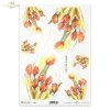 tulipan, kwiat, ogród, łąka, wiosna, autorka grafiki Maria Kopeć, R918, flower, garden, meadow, spring, Blume, Garten, Wiese, Frühling, flor, jardín, prado, primavera, tulipán, Tulpe, tulip