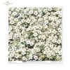 kwiaty flowers Blumen flores 