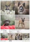 Schronisko w Korabiewicach, fotografie zwierząt, psy, Dorota Majcher*Shelter in Korabiewice, animal photography, dogs, Dorota Majcher*Tierheim in Korabiewice, Tierfotografie, Hunde, Dorota Majcher*Refugio en Korabiewice, fotografía de animales, perros, Do