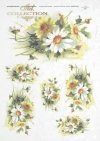 margarette, various wild flowers, white and yellow 